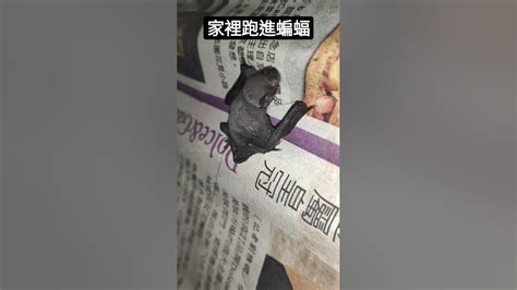 蝙蝠跑進家 宇取名意思